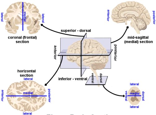 posterior anterior brain
