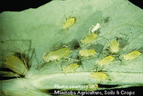 Pea Aphid